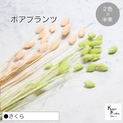 大地農園！プリザーブドフラワー  「ポアプランツ さくら (マスカットグリーン、ベビーピンク) 半束ずつ2色 」プリザ 花材 ハーバリウム おしゃれ かわいい プレゼント 贈り物　オオチノウエン