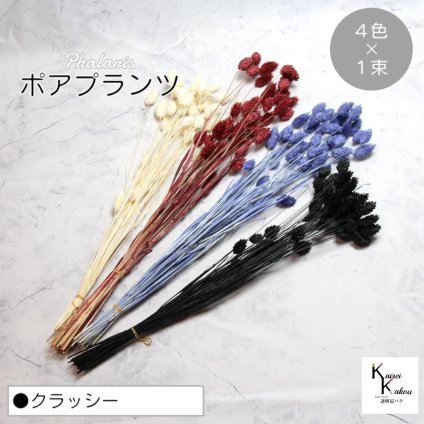 大地農園！プリザーブドフラワー  「ポアプランツ クラッシー (クラシックローズ、黒、白、ネイビー) 1束ずつ4色」プリザ 花材 ハーバリウム おしゃれ かわいい プレゼント 贈り物　オオチノウエン