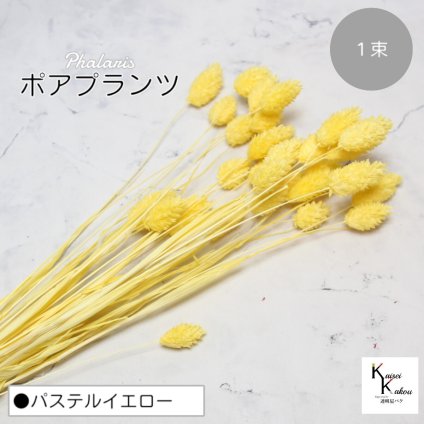 大地農園！プリザーブドフラワー 「ポアプランツ 1束 パステルイエロー」プリザ 花材 ハーバリウム おしゃれ かわいい プレゼント 贈り物　オオチノウエン