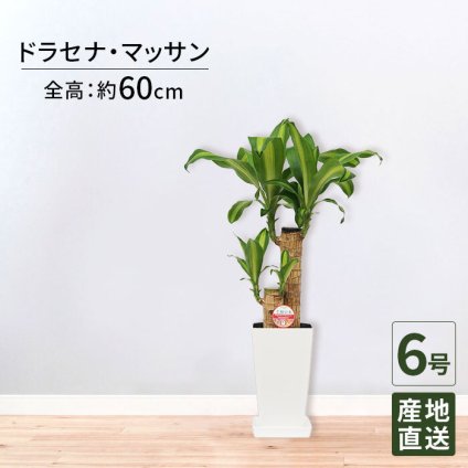 マッサン 6号 角プラ 高さ約60cm 観葉植物 幸福の木