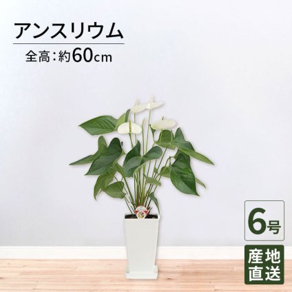 アンスリウム 白 シエラホワイト 6号 角プラ 高さ約60cm 観葉植物