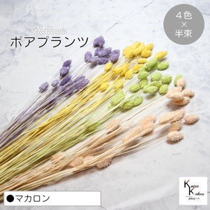 大地農園！プリザーブドフラワー  「ポアプランツ マカロン (エンジェルパープル、パステルイエロー、ベビーピンク、マスカットグリーン) 半束ずつ4色」プリザ 花材 ハーバリウム おしゃれ かわいい プレゼント 贈り物　オオチノウエン