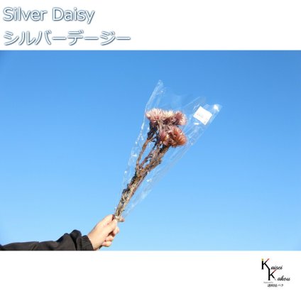 大地農園 ドライフラワー 「シルバーデージー　ツートンモーブ　１束 」 プリザ ギフト 花材 資材 インテリア ハーバリウム プレゼント 贈り物 お見舞い シンプル 材料 フラワーアレンジ アレンジメント 手芸 工作