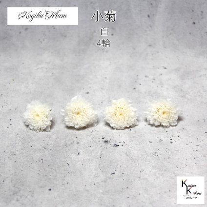 大地農園「小菊 白 4輪」プリザーブドフラワー　プリザ　ハーバリウム　小花 ドライフラワー ハーバリウム アロマワックスバー