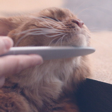 ねこじゃすり グレー（猫 毛づくろい ブラシ ケア）