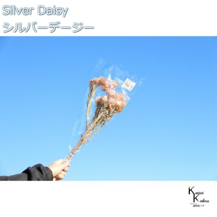 大地農園 ドライフラワー 「シルバーデージー　ピンクモーブ　　１束 」 プリザ ギフト 花材 資材 インテリア ハーバリウム プレゼント 贈り物 お見舞い シンプル 材料 フラワーアレンジ アレンジメント 手芸 工作