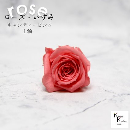 大地農園！プリザーブドフラワー 「ローズいずみ 1輪 キャンディーピンク」プリザ 花材 ハーバリウム おしゃれ かわいい プレゼント 贈り物　オオチノウエン バラ 薔薇 ローズ rose