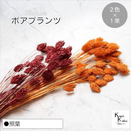 大地農園！プリザーブドフラワー  「ポアプランツ 照葉 (オレンジ、クラシックローズ) 1束ずつ2色」プリザ 花材 ハーバリウム おしゃれ かわいい プレゼント 贈り物　オオチノウエン