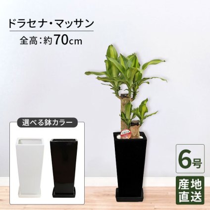 マッサン 6号 角高陶器 高さ約70cm 観葉植物 幸福の木