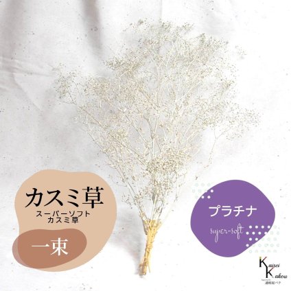 メール便で発送 「大地農園 スーパーソフトミニカスミ草 プラチナ 1束 」 ドライフラワー 花材 ハーバリウム 素材 小さいお花 アレンジメント ギフト 母の日 お誕生日 オオチノウエン プリザーブドフラワー プリザーブド プリザ かすみそう カスミ ハンドメイド