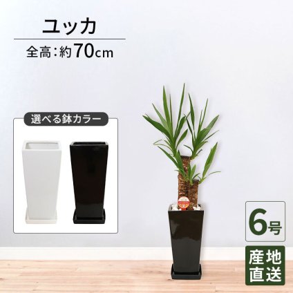 ユッカ 6号 角高陶器 高さ約70cm 観葉植物 青年の木