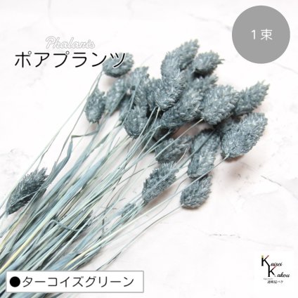 大地農園！プリザーブドフラワー 「ポアプランツ 1束 ターコイズグリーン」プリザ 花材 ハーバリウム おしゃれ かわいい プレゼント 贈り物　オオチノウエン