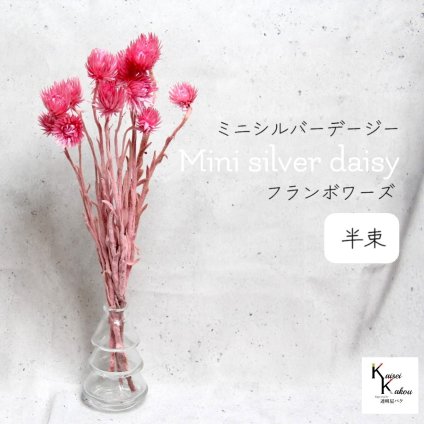 大地農園！プリザーブドフラワー 「ミニシルバーデージー フランボワーズ 半束 」 プリザ ギフト 花材 資材 インテリア ハーバリウム プレゼント 贈り物 お見舞い シンプル 材料 フラワーアレンジ アレンジメント 手芸 工作