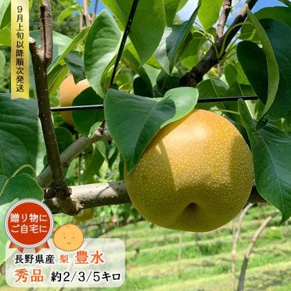 【予約】長野県産 梨 豊水 秀品 贈答用 果物 フルーツ お取り寄せ 産地直送 【送料無料(一部地域除く)】