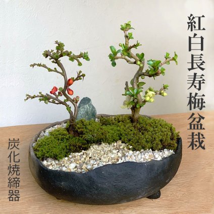 年に数回可憐な花が楽しめます【紅白長寿梅（コウハクチョウジュバイ）の寄せ植え盆栽（炭化焼締鉢）】
