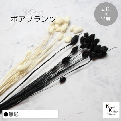 大地農園！プリザーブドフラワー  「ポアプランツ 無彩 (黒、白) 半束ずつ2色 」プリザ 花材 ハーバリウム おしゃれ かわいい プレゼント 贈り物　オオチノウエン