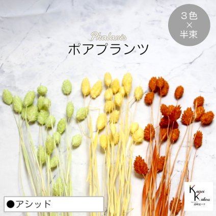 大地農園！プリザーブドフラワー  「ポアプランツ アシッド (オレンジ、マスカットグリーン、パステルイエロー) 半束ずつ3色」プリザ 花材 ハーバリウム おしゃれ かわいい プレゼント 贈り物　オオチノウエン