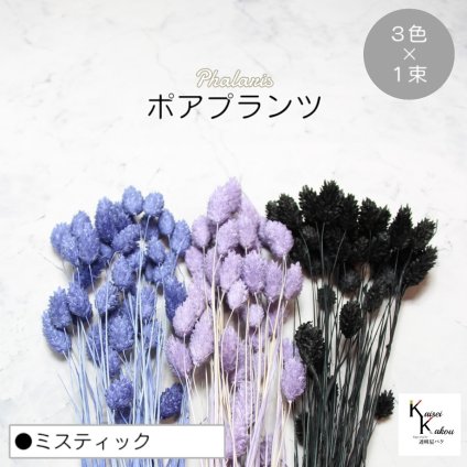 大地農園！プリザーブドフラワー  「ポアプランツ ミスティック (エンジェルパープル、ネイビー、黒) 1束ずつ3色」プリザ 花材 ハーバリウム おしゃれ かわいい プレゼント 贈り物　オオチノウエン