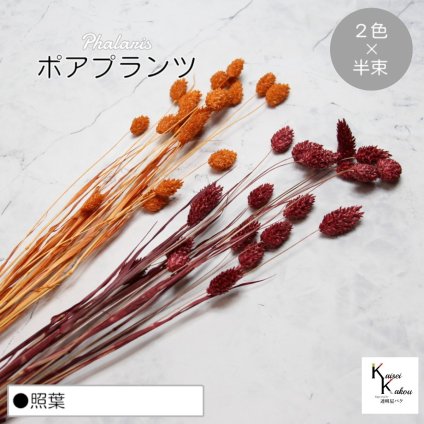 大地農園！プリザーブドフラワー  「ポアプランツ 照葉 (オレンジ、クラシックローズ) 半束ずつ2色」プリザ 花材 ハーバリウム おしゃれ かわいい プレゼント 贈り物　オオチノウエン