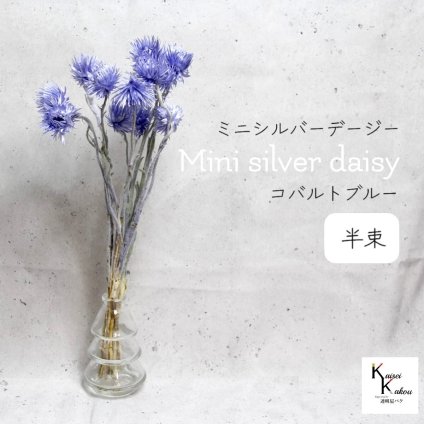 大地農園！プリザーブドフラワー 「ミニシルバーデージー コバルトブルー 半束 」 プリザ ギフト 花材 資材 インテリア ハーバリウム プレゼント 贈り物 お見舞い シンプル 材料 フラワーアレンジ アレンジメント 手芸 工作