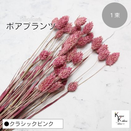 大地農園！プリザーブドフラワー 「ポアプランツ 1束 クラシックピンク」プリザ 花材 ハーバリウム おしゃれ かわいい プレゼント 贈り物　オオチノウエン