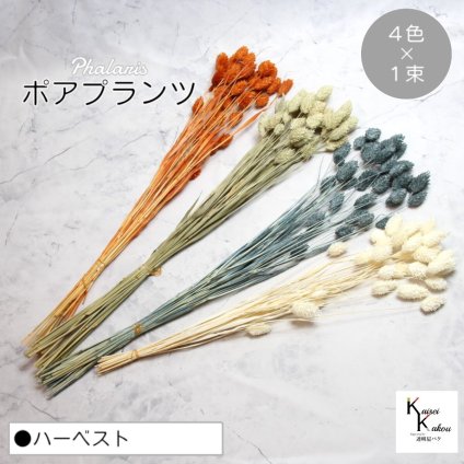 大地農園！プリザーブドフラワー  「ポアプランツ ハーベスト (オレンジ、ターコイズグリーン、白、NG) 1束ずつ4色」プリザ 花材 ハーバリウム おしゃれ かわいい プレゼント 贈り物　オオチノウエン