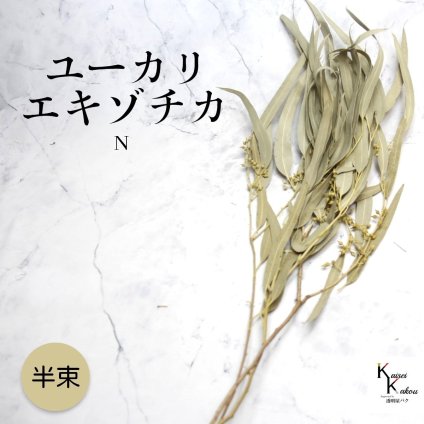 「大地農園 ユーカリエキゾチカ N 1束」ドライフラワー 葉物 スワッグ リース ブーケ アレンジ 花材 材料シンプル おしゃれ 爽やか プレゼント 贈り物　オオチノウエン