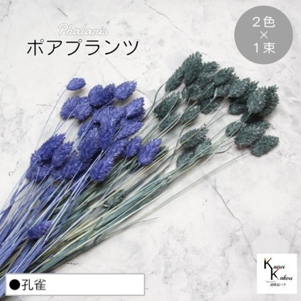 大地農園！プリザーブドフラワー  「ポアプランツ 孔雀 (ネイビー、ターコイズグリーン) 1束ずつ2色 」プリザ 花材 ハーバリウム おしゃれ かわいい プレゼント 贈り物　オオチノウエン