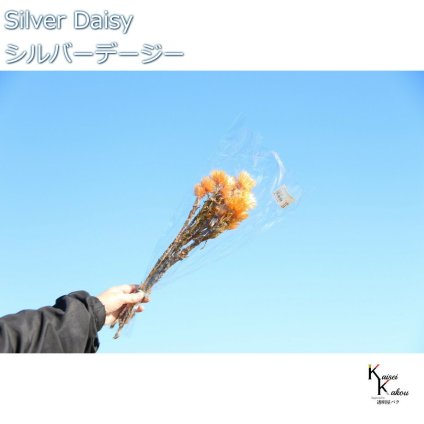 大地農園 ドライフラワー 「シルバーデージー　ツートンオレンジ　12ｇ 」 プリザ ギフト 花材 資材 インテリア ハーバリウム プレゼント 贈り物 お見舞い シンプル 材料 フラワーアレンジ アレンジメント 手芸 工作