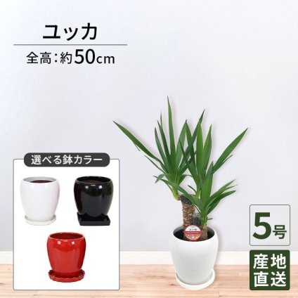 ユッカ 5号 丸陶器 高さ約50cm 観葉植物 青年の木
