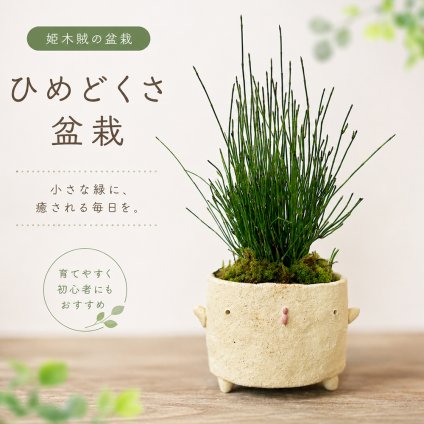 つんつん伸びる姿がユニークな盆栽【姫木賊 ヒメドクサ の盆栽 真山茜 とり鉢】