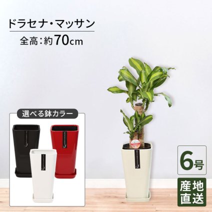 マッサン 6号 カラーポット 高さ約70cm 観葉植物 幸福の木