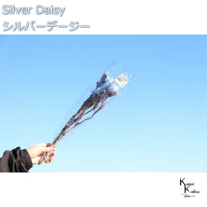 大地農園 ドライフラワー 「シルバーデージー　ブルーパープル　12ｇ 」 プリザ ギフト 花材 資材 インテリア ハーバリウム プレゼント 贈り物 お見舞い シンプル 材料 フラワーアレンジ アレンジメント 手芸 工作
