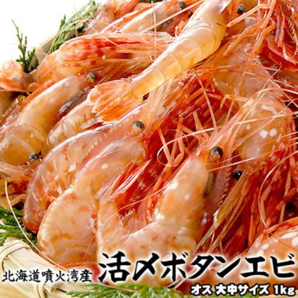 ボタンエビ 活 〆 オス 大中サイズ 1kg 秋 北海道 噴火湾産 送料無料※沖縄は送料別途加算