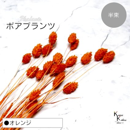 大地農園！プリザーブドフラワー 「ポアプランツ 半束 オレンジ」プリザ 花材 ハーバリウム おしゃれ かわいい プレゼント 贈り物　オオチノウエン