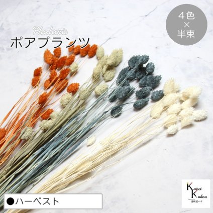 大地農園！プリザーブドフラワー  「ポアプランツ ハーベスト (オレンジ、ターコイズグリーン、白、NG) 半束ずつ4色」プリザ 花材 ハーバリウム おしゃれ かわいい プレゼント 贈り物　オオチノウエン
