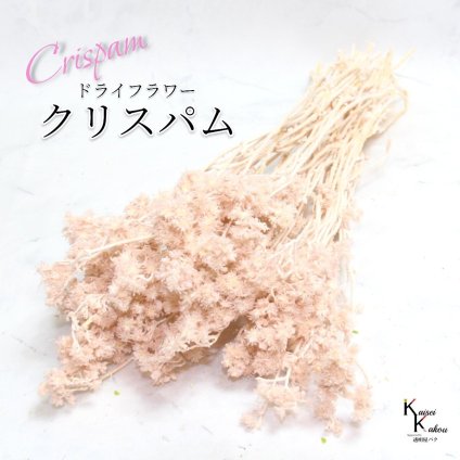 「大地農園 クリスパム ピンクベージュ 1束」 ドライフラワー 花材 ハーバリウム 素材 小さいお花 おしゃれ かわいい アレンジメント ギフト 母の日 お誕生日 オオチノウエン