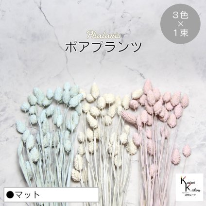 大地農園！プリザーブドフラワー  「ポアプランツ マット (マットホワイト、マットピンク、マットブルー) 1束ずつ3色」プリザ 花材 ハーバリウム おしゃれ かわいい プレゼント 贈り物　オオチノウエン