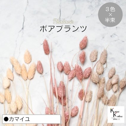 大地農園！プリザーブドフラワー  「ポアプランツ カマイユ (ピンクベージュ、クラウドピンク、ベビーピンク) 半束ずつ3色」プリザ 花材 ハーバリウム おしゃれ かわいい プレゼント 贈り物　オオチノウエン