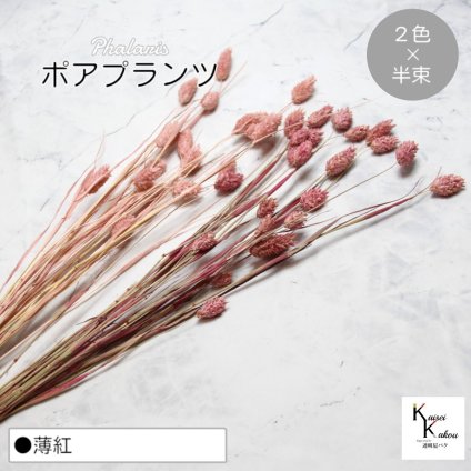 大地農園！プリザーブドフラワー  「ポアプランツ 薄紅 (クラウドピンク、クラシックピンク) 半束ずつ2色 」プリザ 花材 ハーバリウム おしゃれ かわいい プレゼント 贈り物　オオチノウエン