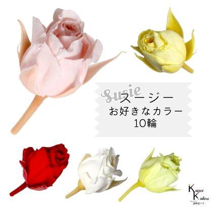 大地農園！プリザーブドフラワー 「スージー お好みのカラー 10輪」プリザ 花材 ハーバリウム おしゃれ かわいい プレゼント 贈り物　オオチノウエン