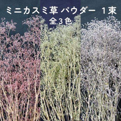 宅急便で発送 大地農園！プリザーブドフラワー「ミニカスミ草 パウダー 1束 選べる」プリザ カスミ草 カスミソウ 花材 ハーバリウム おしゃれ かわいい プレゼント 贈り物 オオチノウエン