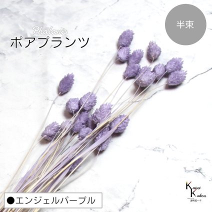 大地農園！プリザーブドフラワー 「ポアプランツ 半束 エンジェルパープル」プリザ 花材 ハーバリウム おしゃれ かわいい プレゼント 贈り物　オオチノウエン