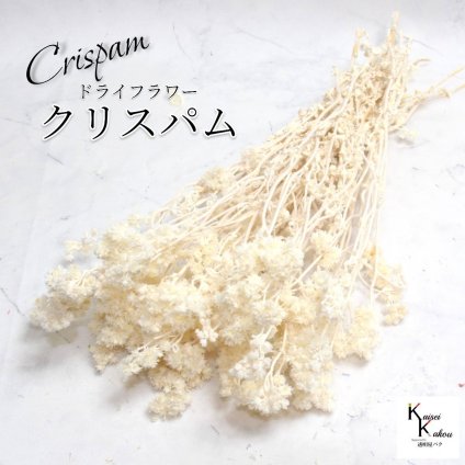「大地農園 クリスパム 白 1束」 ドライフラワー 花材 ハーバリウム 素材 小さいお花 おしゃれ かわいい アレンジメント ギフト 母の日 お誕生日 オオチノウエン
