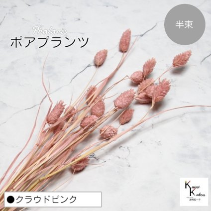 大地農園！プリザーブドフラワー 「ポアプランツ 半束 クラウドピンク」プリザ 花材 ハーバリウム おしゃれ かわいい プレゼント 贈り物　オオチノウエン