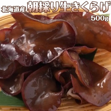北海道産 朝採り生きくらげ 500g 菌床栽培・無農薬 ぷりぷり肉質 送料無料 ※沖縄は送料別途加算