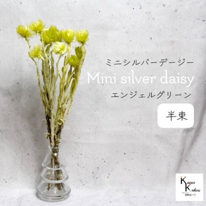 大地農園！プリザーブドフラワー 「ミニシルバーデージー エンジェルグリーン 半束 」 プリザ ギフト 花材 資材 インテリア ハーバリウム プレゼント 贈り物 お見舞い シンプル 材料 フラワーアレンジ アレンジメント 手芸 工作
