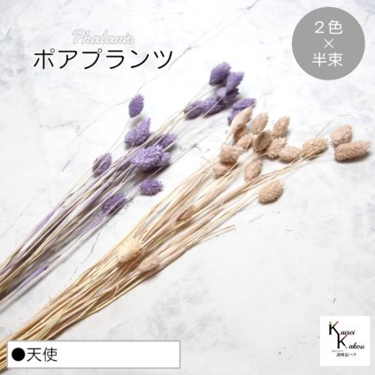 大地農園！プリザーブドフラワー  「ポアプランツ 天使 (エンジェルパープル、ピンクベージュ) 半束ずつ2色 」プリザ 花材 ハーバリウム おしゃれ かわいい プレゼント 贈り物　オオチノウエン