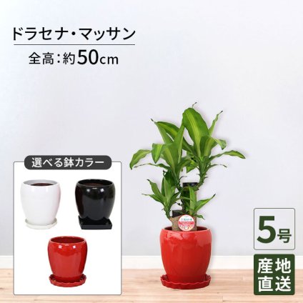 マッサン 5号 丸陶器 高さ約50cm 観葉植物 幸福の木
