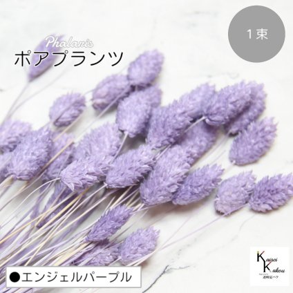 大地農園！プリザーブドフラワー 「ポアプランツ 1束 エンジェルパープル」プリザ 花材 ハーバリウム おしゃれ かわいい プレゼント 贈り物　オオチノウエン